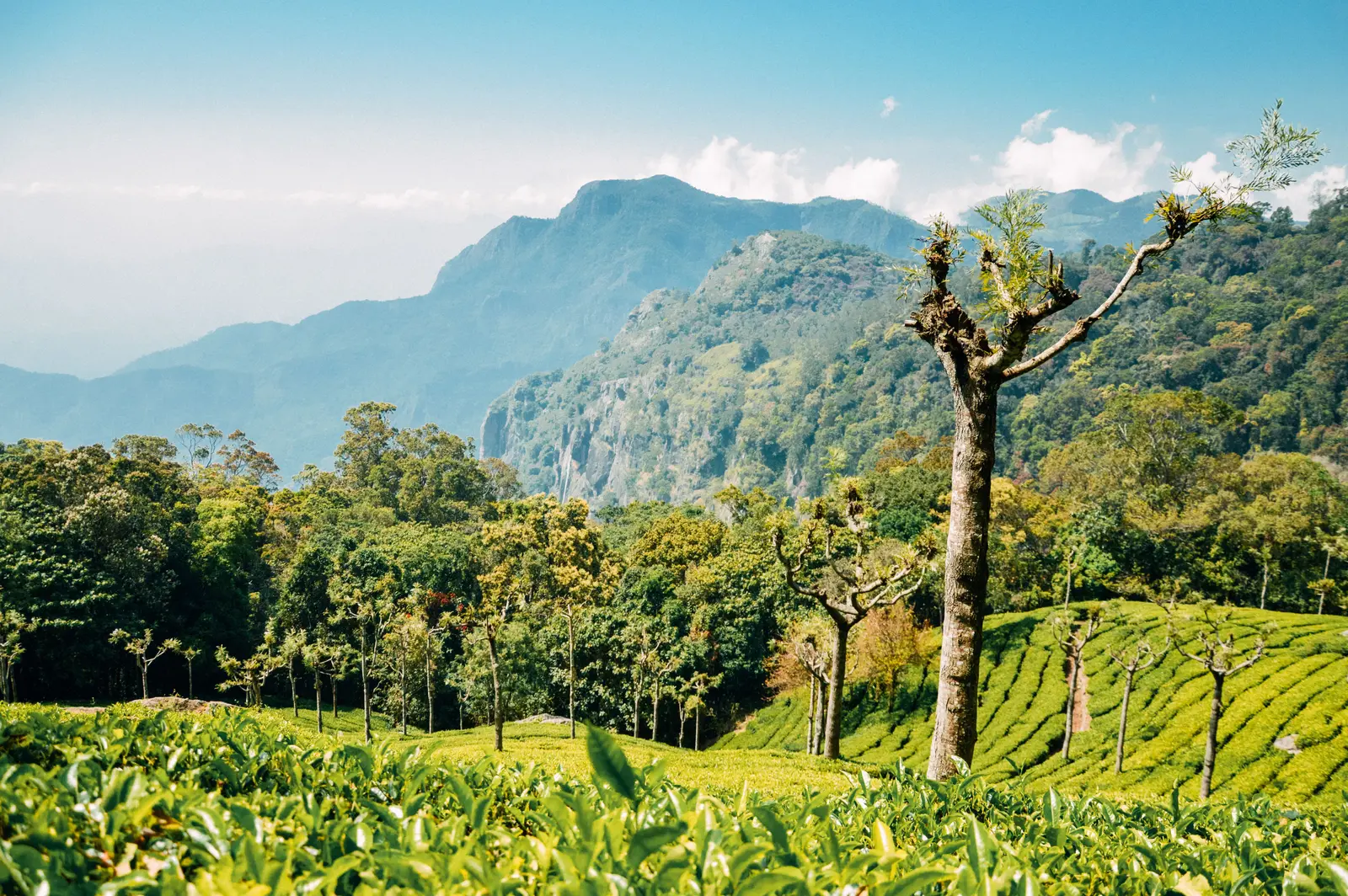 Munnar tea hills, Kerala